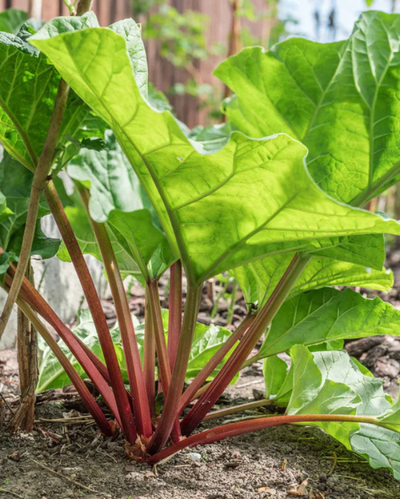 VEG - Rhubarb 'Victoria'