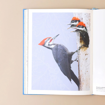 Anthology of Birds