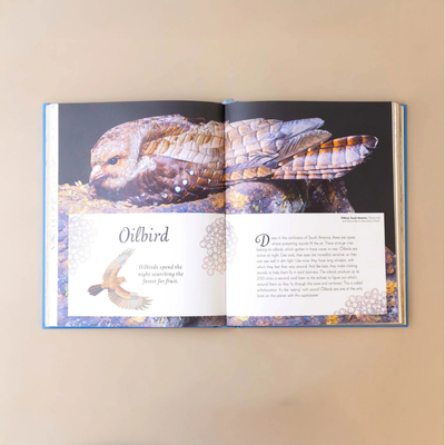 Anthology of Birds