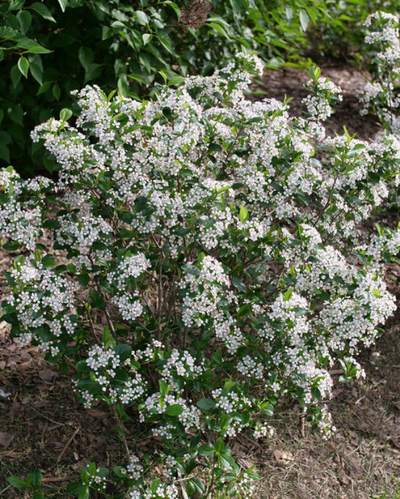 Aronia mel. Low Scape Snowfire® #3C