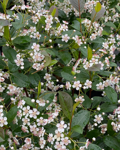 Aronia mel. Low Scape Snowfire® #3C