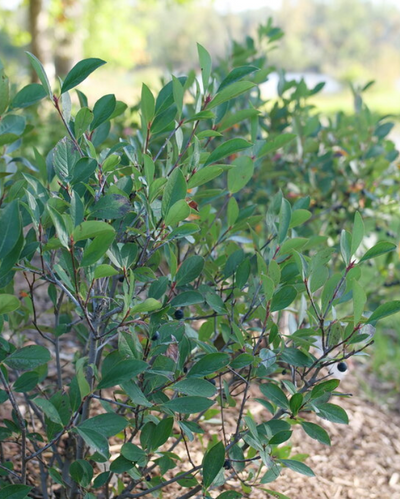 Aronia mel. Low Scape Snowfire® #3C