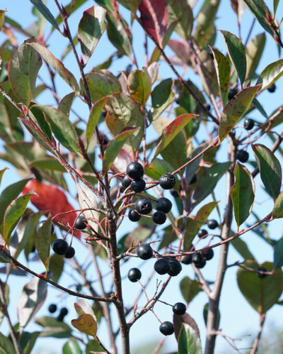 Aronia mel. Low Scape Snowfire® #3C