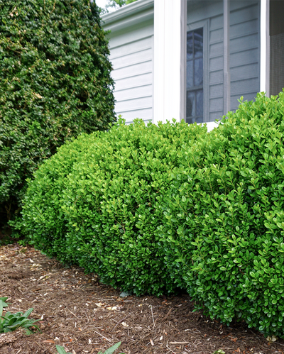 Buxus NewGen Freedom® Impact #3C