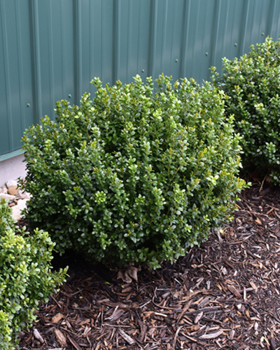 Buxus NewGen Freedom® Impact #3C