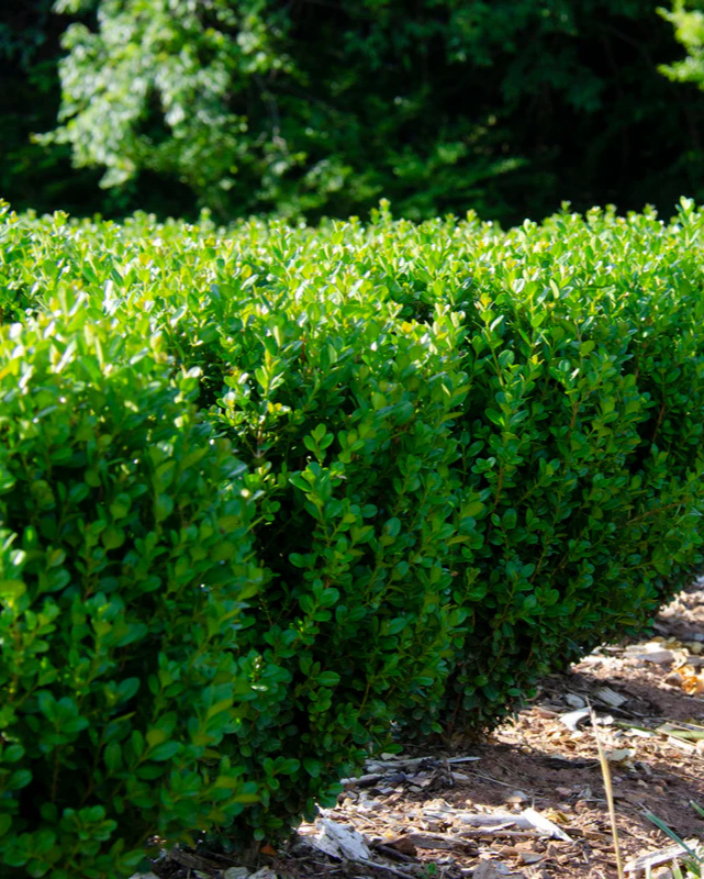 Buxus NewGen Freedom® Impact #3C