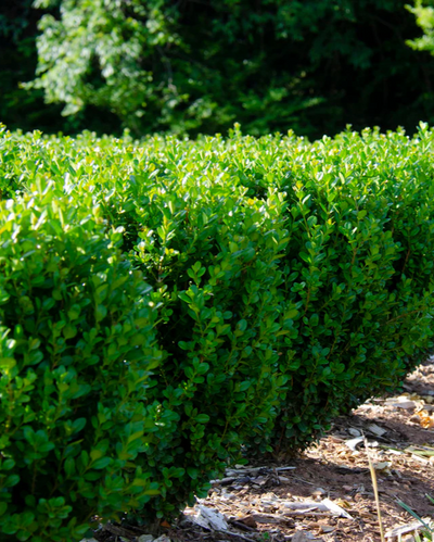 Buxus NewGen Freedom® Impact #3C