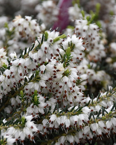 Erica x d. 'Mediterranean White' #2C
