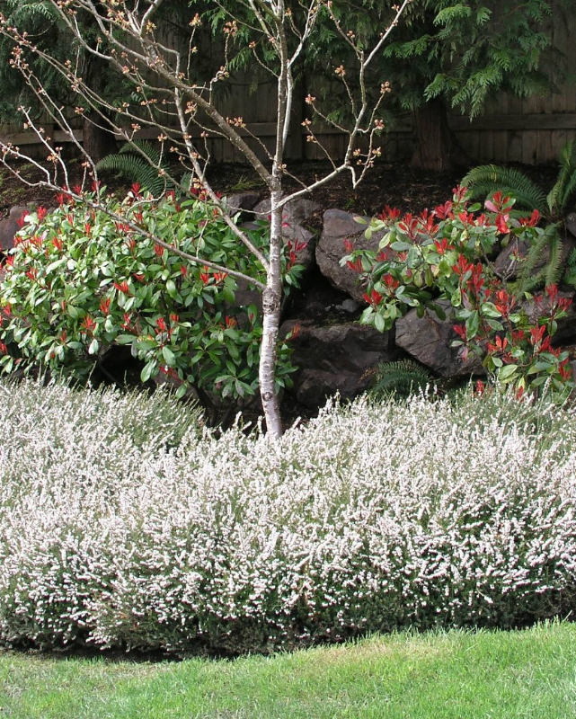 Erica x d. 'Mediterranean White' #2C