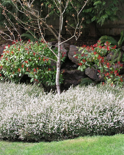 Erica x d. 'Mediterranean White' #2C