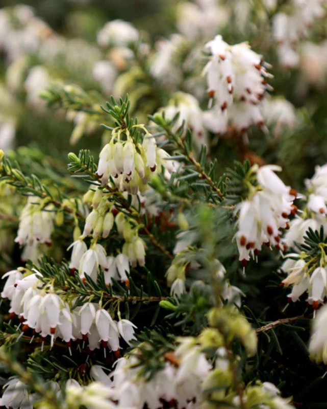 Erica x d. 'Mediterranean White' #2C