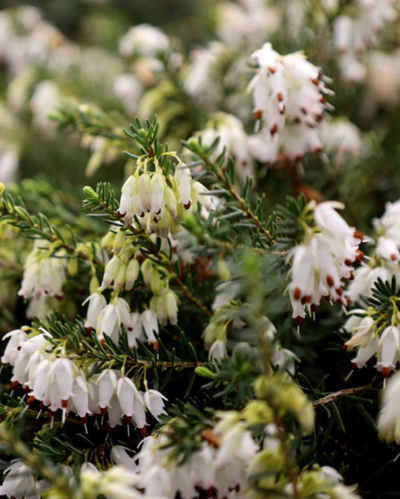 Erica x d. 'Mediterranean White' #2C