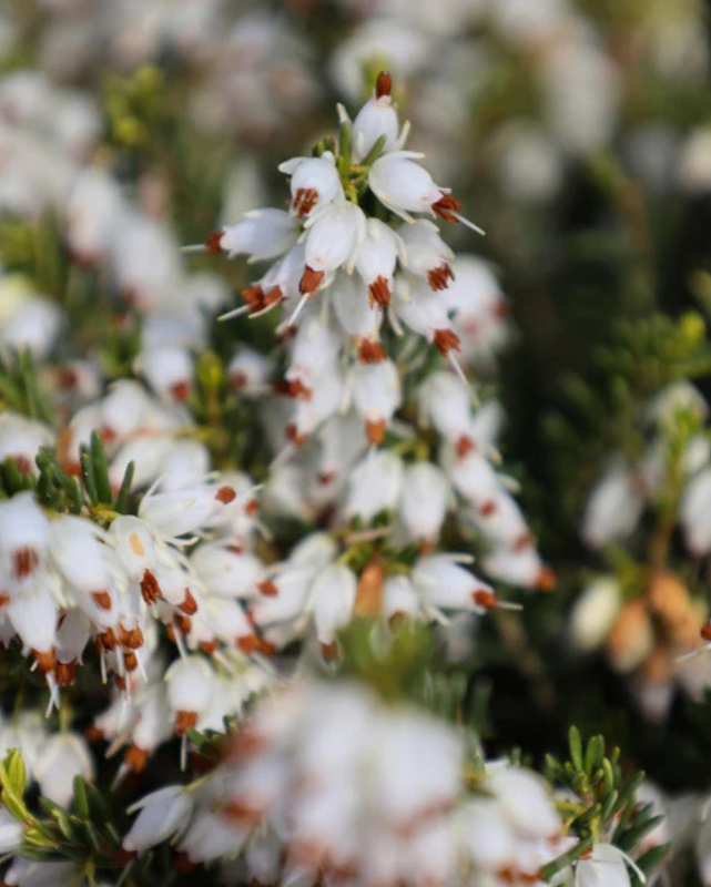 Erica x d. 'Mediterranean White' #2C