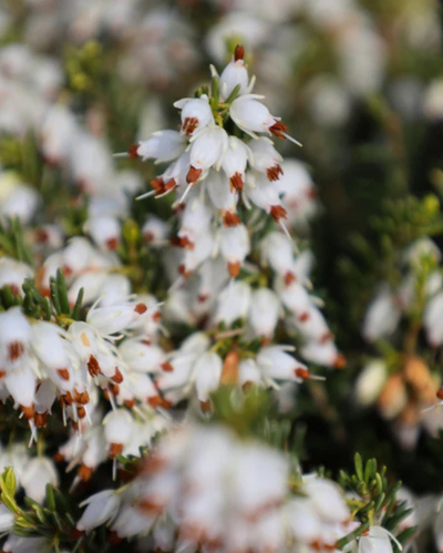 Erica x d. 'Mediterranean White' #2C