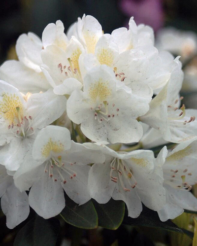 Rhododendron 'Chionoides'