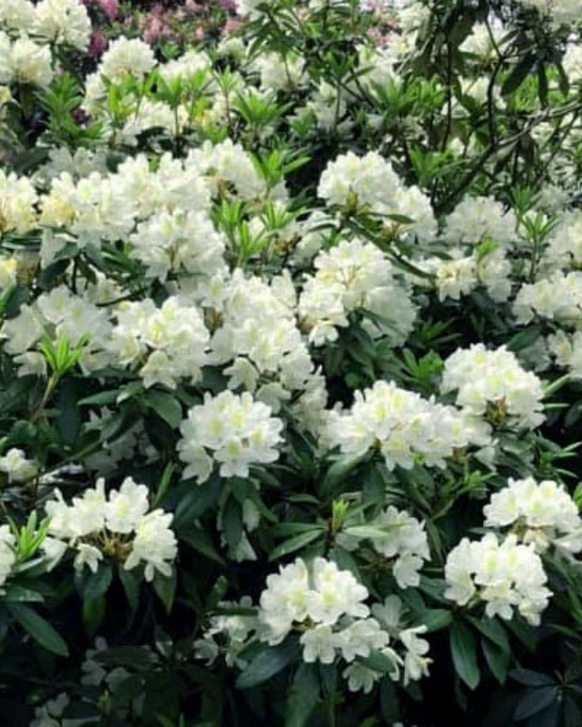 Rhododendron 'Chionoides'