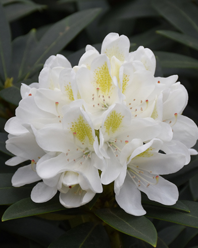 Rhododendron 'Chionoides'