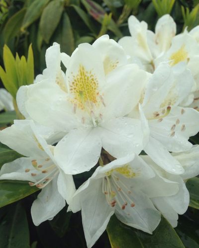 Rhododendron 'Chionoides'