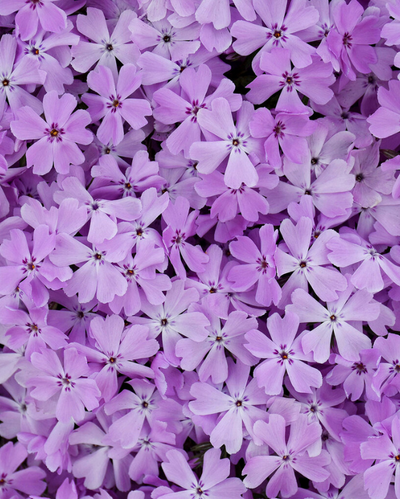 Phlox sub. Spring Bling™ 'Pink Sparkles' PW #1.5C