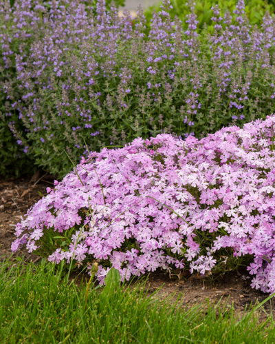 Phlox sub. Spring Bling™ 'Pink Sparkles' PW #1.5C