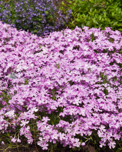 Phlox sub. Spring Bling™ 'Pink Sparkles' PW #1.5C