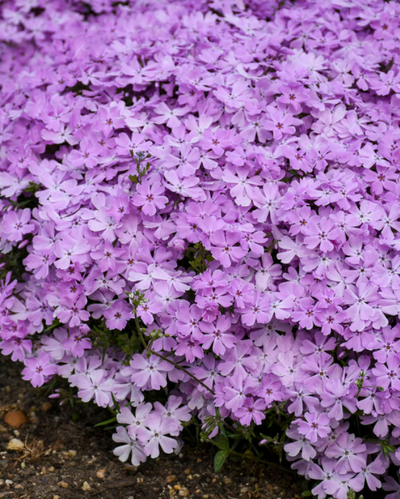Phlox sub. Spring Bling™ 'Pink Sparkles' PW #1.5C