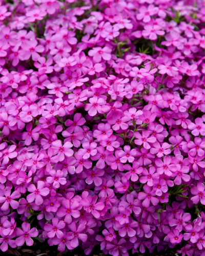 Phlox sub. Spring Bling™ 'Ruby Riot' PW #1.5C