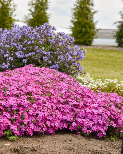 Phlox sub. Spring Bling™ 'Ruby Riot' PW #1.5C
