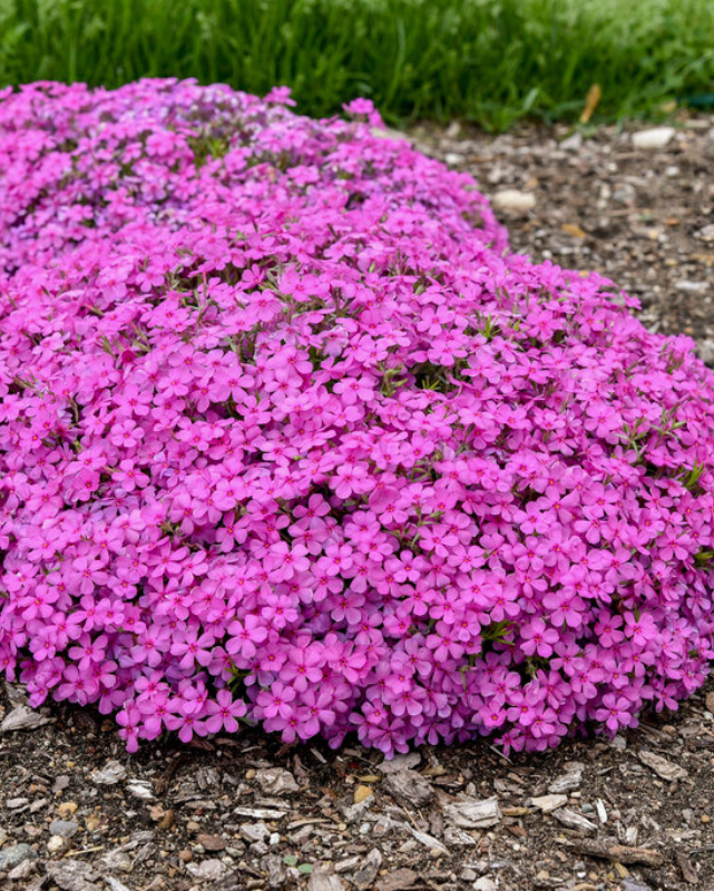Phlox sub. Spring Bling™ 'Ruby Riot' PW #1.5C