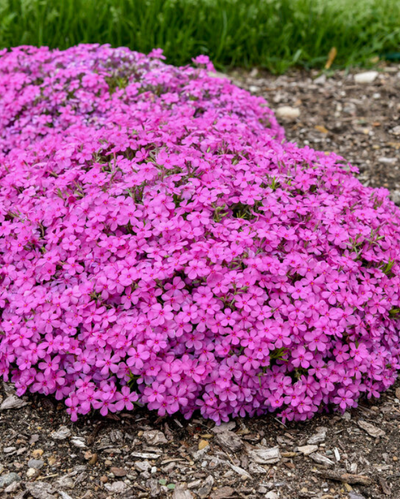 Phlox sub. Spring Bling™ 'Ruby Riot' PW #1.5C