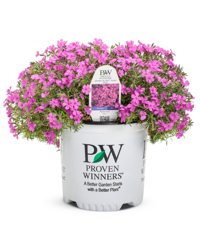 Phlox sub. Spring Bling™ 'Ruby Riot' PW #1.5C