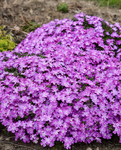 Phlox sub. Spring Bling™ 'Rose Quartz' PW #1.5C