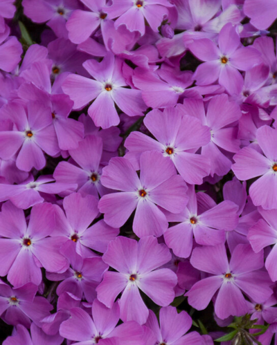 Phlox sub. Spring Bling™ 'Rose Quartz' PW #1.5C
