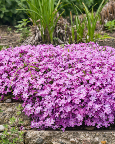 Phlox sub. Spring Bling™ 'Rose Quartz' PW #1.5C