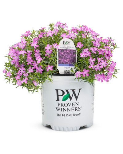 Phlox sub. Spring Bling™ 'Rose Quartz' PW #1.5C