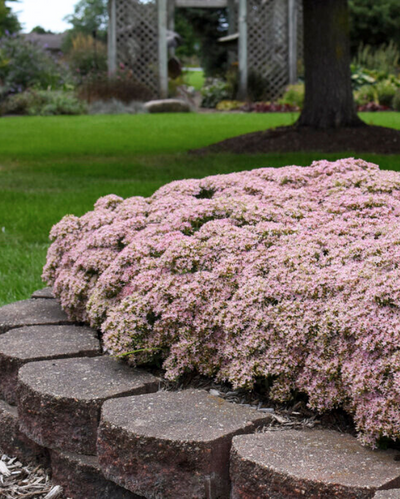 Sedum Rock 'N Round™ Pure Joy PW #1