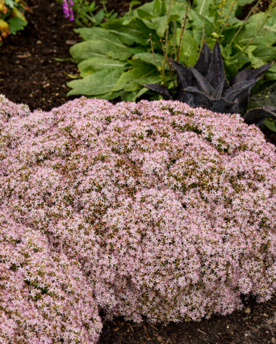 Sedum Rock 'N Round™ Pure Joy PW #1