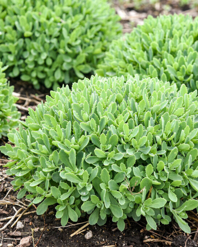 Sedum Rock 'N Round™ Pure Joy PW #1