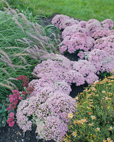 Sedum Rock 'N Round™ Pure Joy PW #1