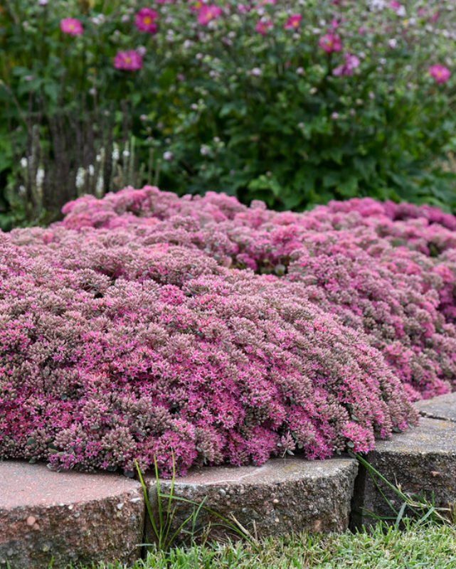 Sedum Rock 'N Round™ Popstar PW #1