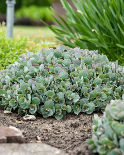 Sedum Rock 'N Round™ Popstar PW #1
