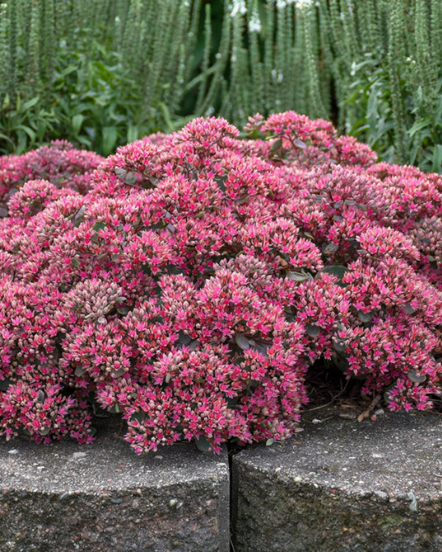 Sedum Rock 'N Round™ Popstar PW #1