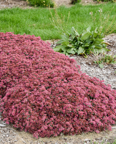 Sedum Rock 'N Round™ Popstar PW #1