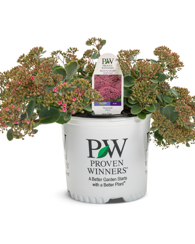 Sedum Rock 'N Round™ Popstar PW #1