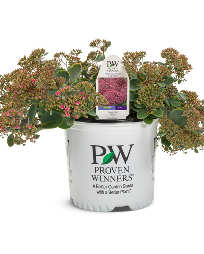 Sedum Rock 'N Round™ Popstar PW #1