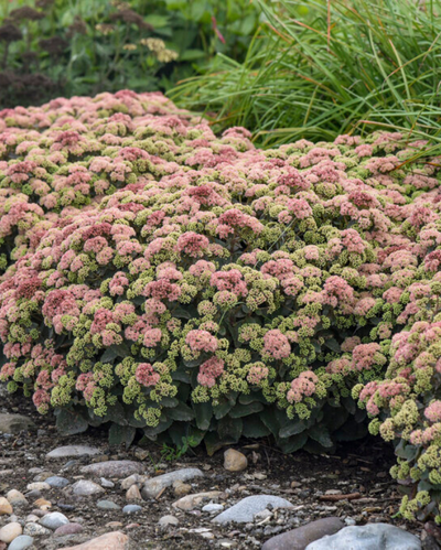 Sedum Rock 'N Grow® Coraljade PW #1