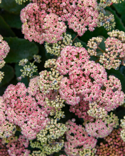Sedum Rock 'N Grow® Coraljade PW #1