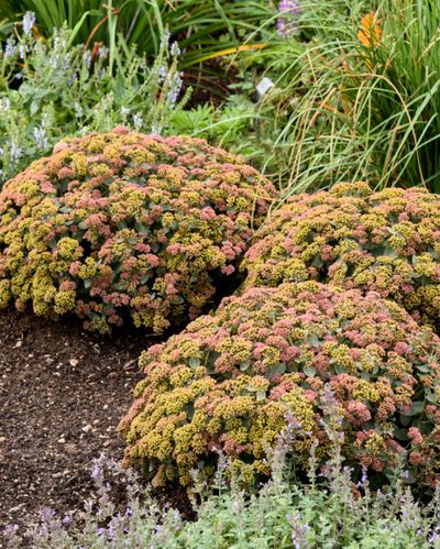 Sedum Rock 'N Grow® Coraljade PW #1