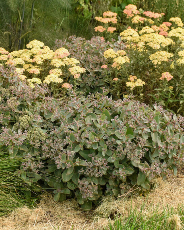 Sedum Rock 'N Grow® Coraljade PW #1