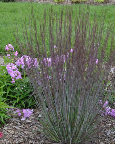 Schizach. scop. Prairie Winds® Blue Paradise PW #2